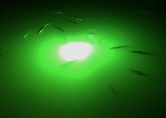 AC Underwater Green Led Fishing Lights Anti - Shock With 360° Emitting Angle